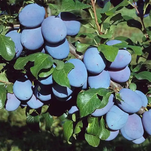 HagantaⓈ szilvafa
